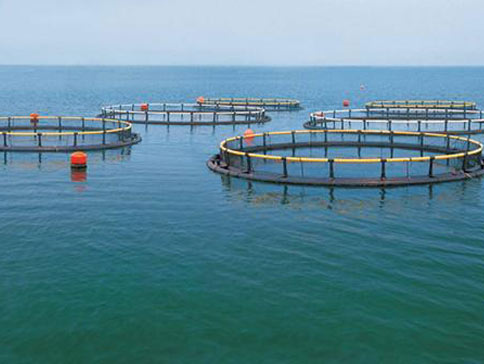 羅茨風機增氧機在水產養殖中的運用 羅茨風機增氧機在水產養殖中的運用